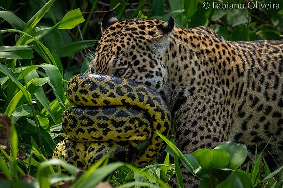 Duelo de onça e cobra 