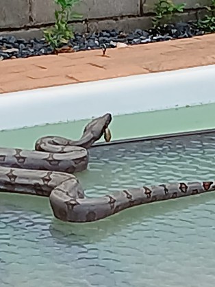 Captura de jiboia