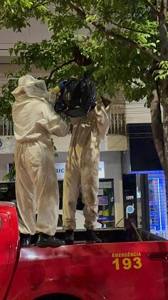 REMOÇÃO DE COMEIA DE ABELHAS PRIMAVERA DO LESTE.jpg