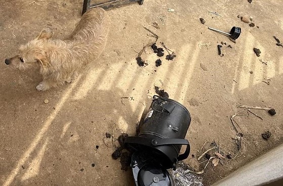 CÃO MAU-TRATADO VILA RICA.jpg