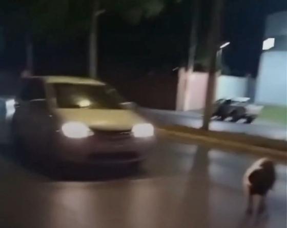 Capiva sendo atroleada