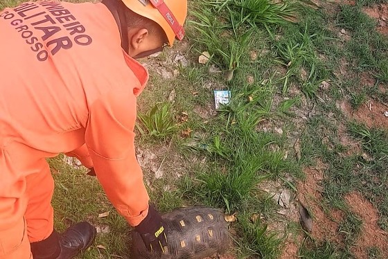 JABUTI RESGATADO.jpg