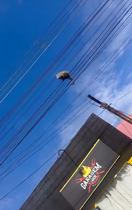 Porco-espinho fiação eletrica