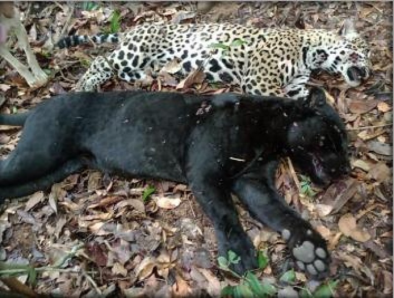 Operação Mykyara II