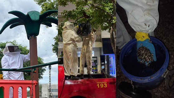 MONTAGEM CASOS COM ABELHAS MT.JPG