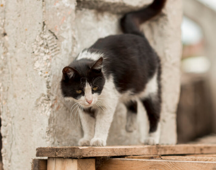 Gato de rua