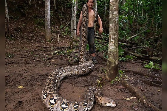 COBRA PÍTON - RECORD GUINNESS