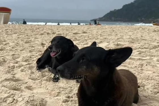 CAO ORELHA E PRETINHA