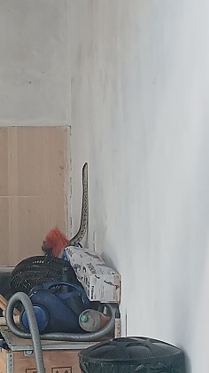 cobra em caasa vg.jpeg