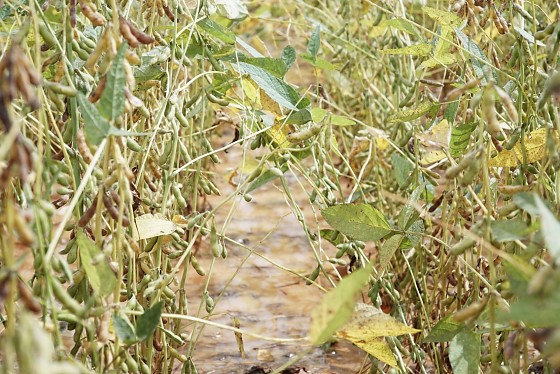 APROSOJA SOJA MOLHADA.jpeg