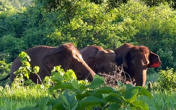 Elefante Santuário de Elefantes do Brasil
