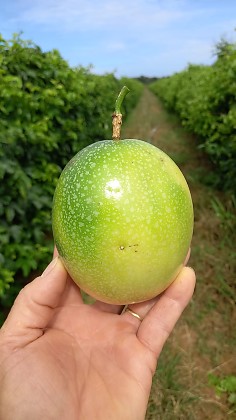 Tecnologia impulsiona agricultura familiar