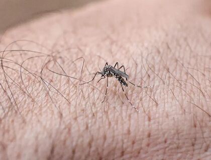 Dengue