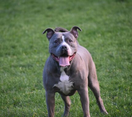 cachorro pitbull pit bull cão