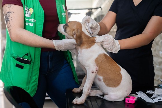 atuação bem estar animal .jpeg