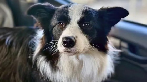 Cadelinha resgatada de carro