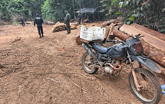 extração de madeira em união do sul .jpeg