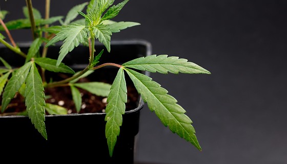 pé de maconha 02 