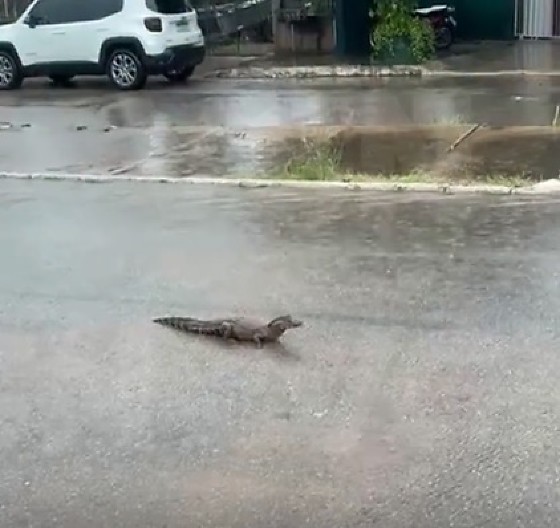 FOTO DO JARARÉ EM VG