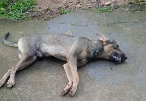 apresentador denuncia envenenamento e desaparecimento de 5 caes