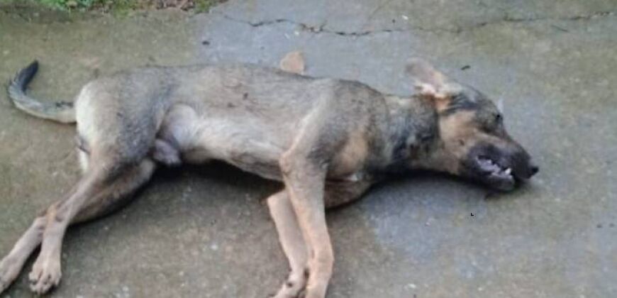 apresentador denuncia envenenamento e desaparecimento de 5 caes