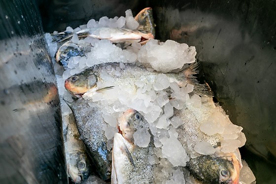 PEIXES PEIXE SANTO.jpeg