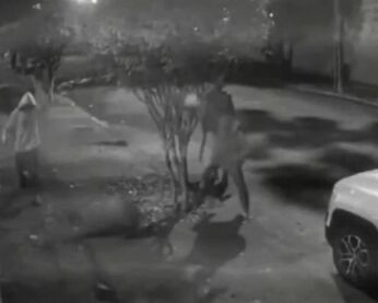 Grupo agride capivara