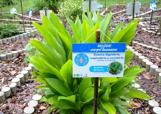 PROJETO HORTO MEDICINAL