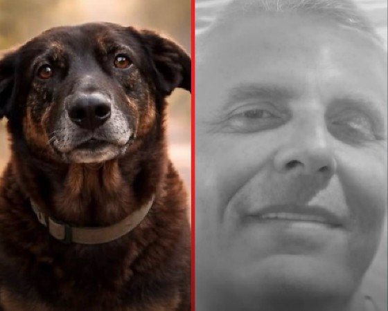 CÃO ORELHA - INDICIADO