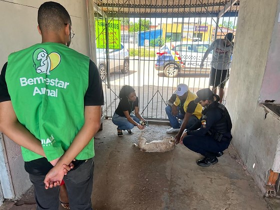 CADELA RESGATADA.jpeg