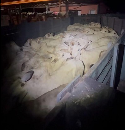 ROUBO DE GADO EM BARRA DO GARÇAS.jpeg