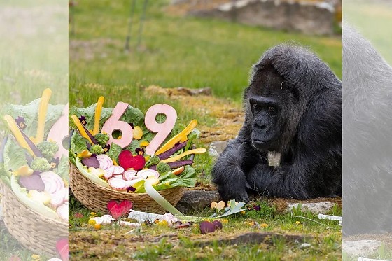Gorila mais velha em zoo fica sem bolo em aniversário. Entenda por que