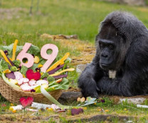 Gorila mais velha em zoo fica sem bolo em aniversário. Entenda por que