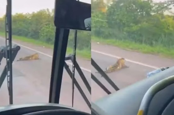 onça atropelada em rodovia