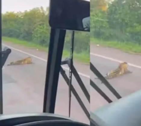 onça atropelada em rodovia