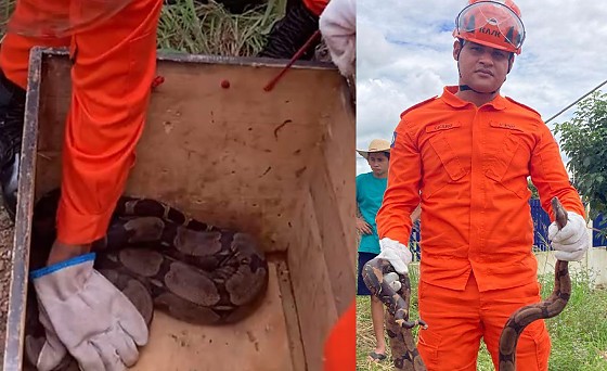 Resgate de cobras no interior de MT