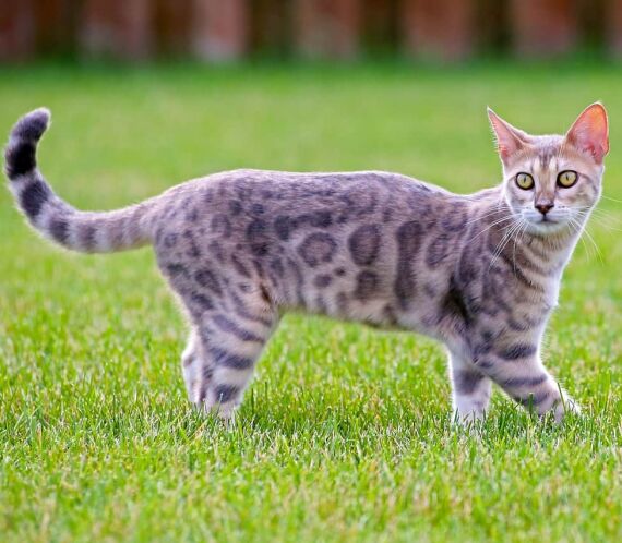 Mulher é condenada a pagar multa de R$500 por cada fuga do gato dela