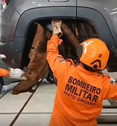 Bombeiros resgatam sucuri enorme enrolada na roda de um carro