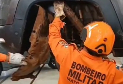 Bombeiros resgatam sucuri enorme enrolada na roda de um carro