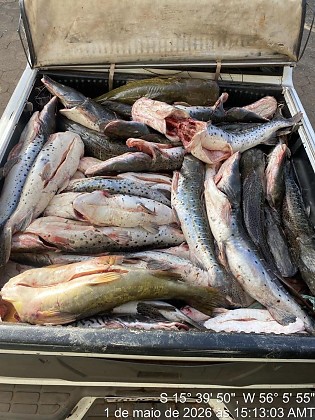 Peixes ilegais