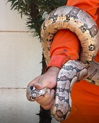 VÍDEO: Cobra é resgatada em área residencial próximo à Av. República do Líbano