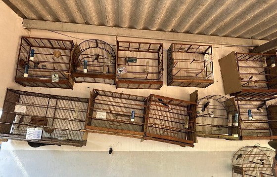 aprensão aves nova xavantina.jpg