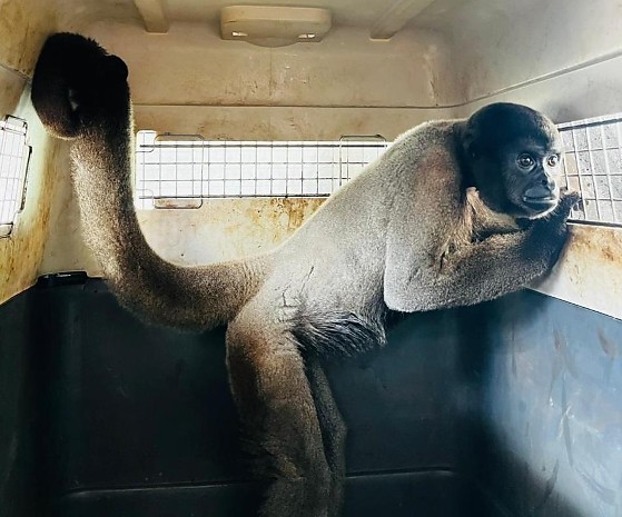 macaco.jpg