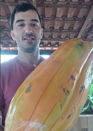 mamão gigante
