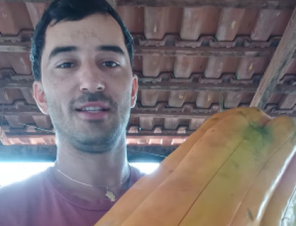 mamão gigante