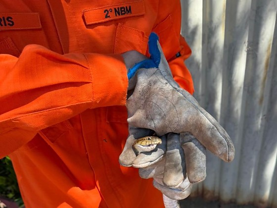 cobra bombeiros.jpeg