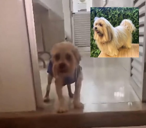 Cão Teddy anda pela primeira vez depois de ter corpo queimado em banho e tosa