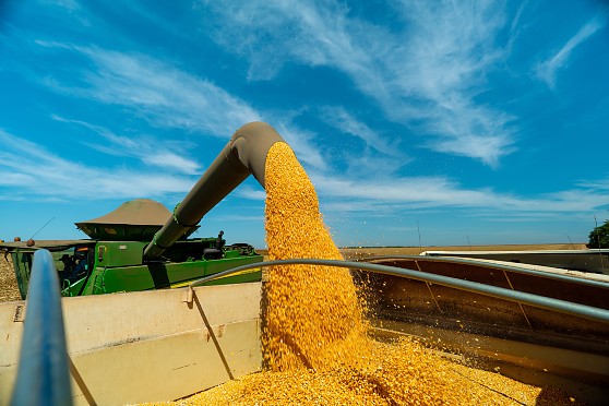 Milho deixa de ser complemento de renda e se torna potência econômica em Mato Grosso