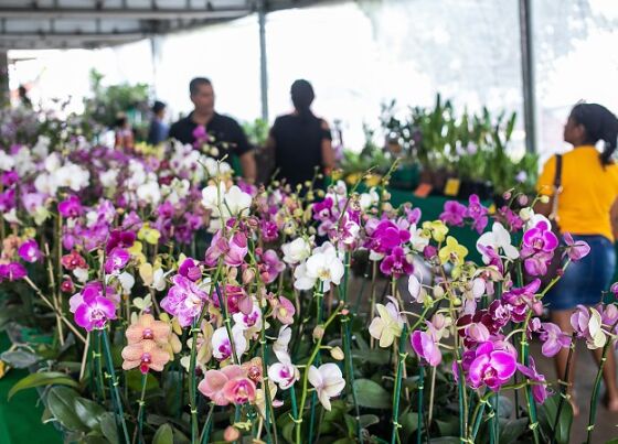 Festival das Flores de Cuiabá promete atrair visitantes à Praça Alencastro