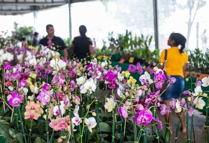 Festival das Flores de Cuiabá promete atrair visitantes à Praça Alencastro